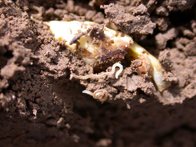 potworms net to rotting soybean seed