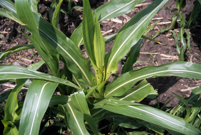 Late instar stalk borer damage