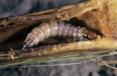 Stalk borer pre-pupa in stalk