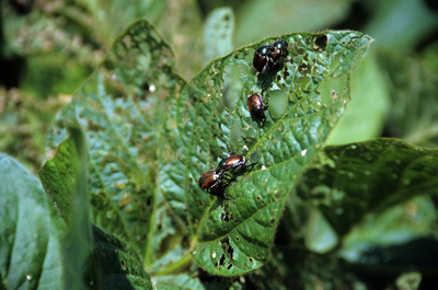 Let the party begin on soybean leaves