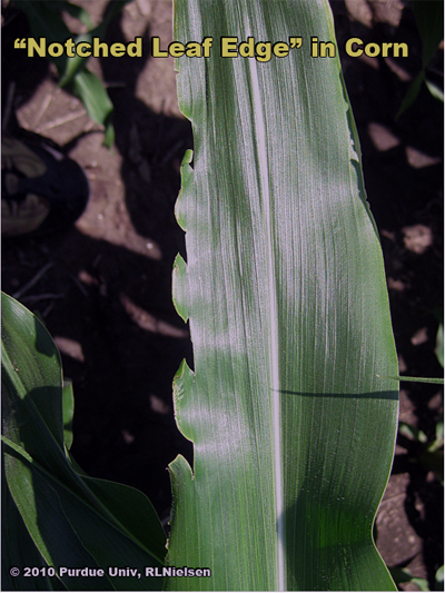 Notched leaf edge symptom in V9 corn