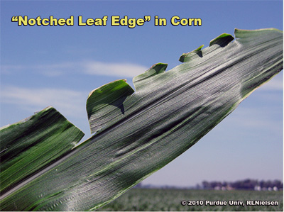 Notched leaf edge symptom in V9 corn