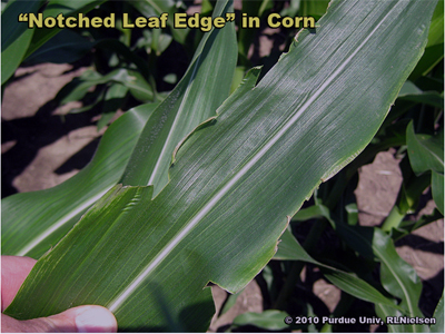 Notched leaf edge symptom in V9 corn