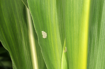 Freshly laid (whitish) egg mass on whorl leaves