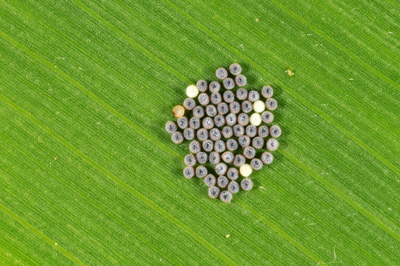 Eggs soon to hatch