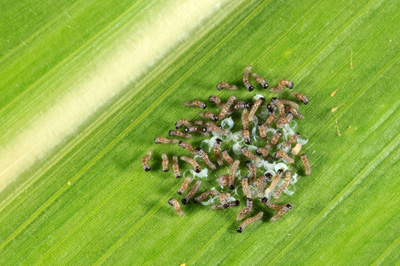 Hatching larvae eat the egg shells, leaving no trace behind