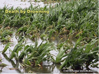 Nearly submerged corn plants, less than 48 hrs after deluge