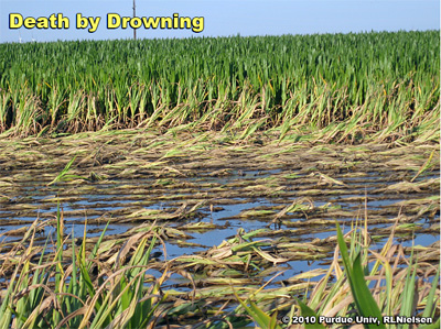 Dead and dying corn plants, about 1 week after deluge