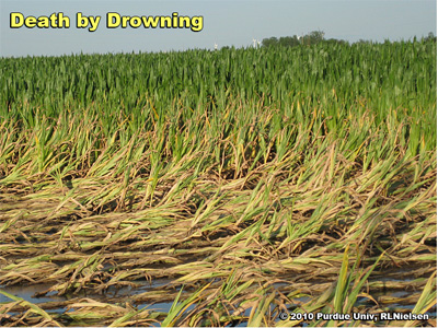 Dead and dying corn plants, about 1 week after deluge