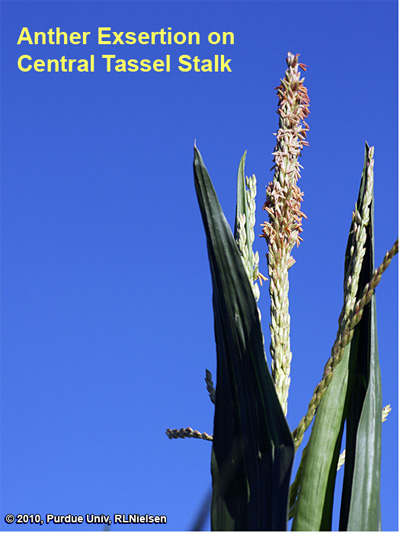 Anther exsertion beginning on central tassel branch