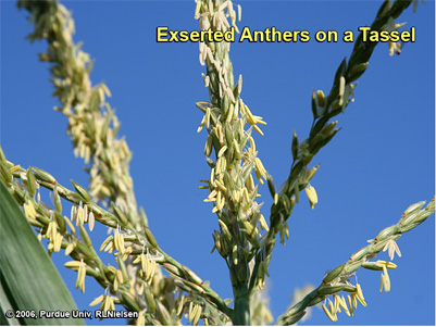 exserted anthers on a tassel