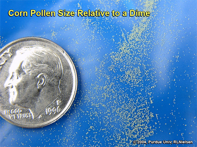 Corn pollen size relative to a dime