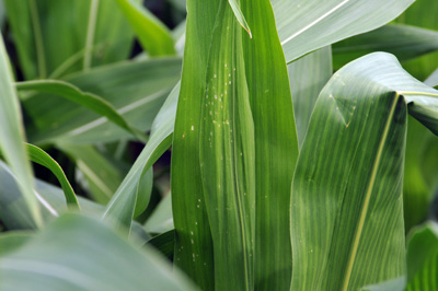 Scarring or window-pane damage by larval feeding in the whorl