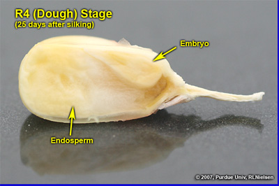 Cross-section of R4 kernel reflecting the conversion of sugary fluids present at R3 in the endosperm to the solid (doughy) starch present at R4