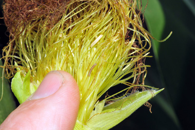 Early instar western bean cutworm larva on the silks near a pollen anther