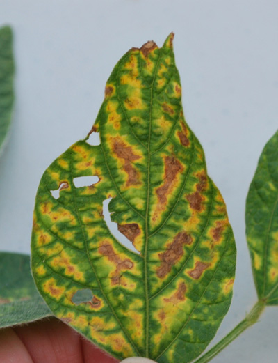 Figures 1 and 2. Foliar symptoms of sudden death syndrome (SDS) on soybean leaves.