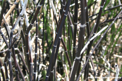 Figure 2. Discoloration of scouringrush after Gramozone Inteon, Gramozone Inteon + atrazine, and Ignite 280 treatments.