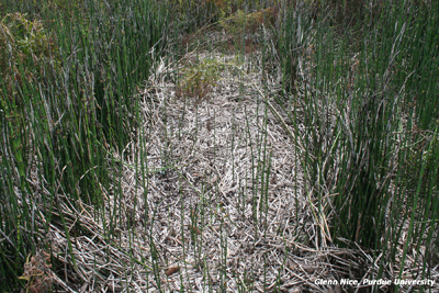 Figure 4. Regrowth suppression from the mowed Milestone spring treatments in 2009.