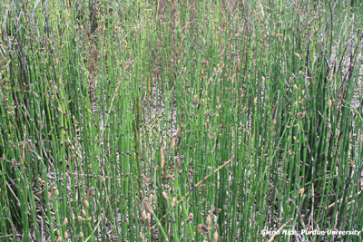 Figure 5. Maximum regrowth of scouringrush in mowed plot approximately 31 stems per sq. ft.