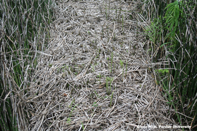 Figure 7. Milestone applied in the fall showing a small amount of regrowth. Picture taken 200 days after fall 
applications.