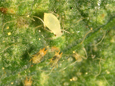 Soybean aphid and spider mites