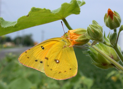 Soybean aphid colonized leaflet