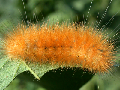 Woolly bear caterpillar feeding on soybean