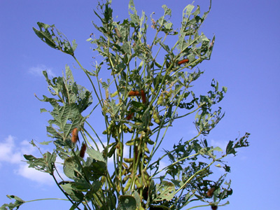 Significant defoliation by woollybear caterpillars