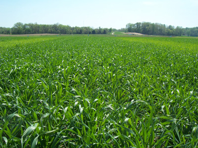 +Sulfur - Wheat with 30 lb sulfur/ac and 100 lb N/ac flanked by two 0 S/ac treatments