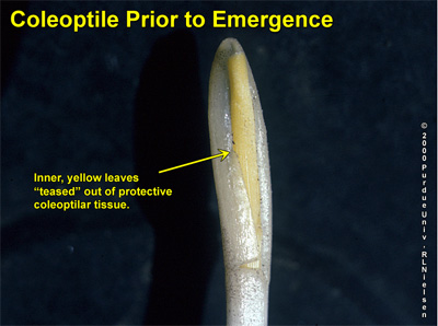 Inner leaves 'teased' out of coleoptile