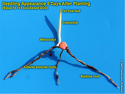 Corn seedling morphology at emergence