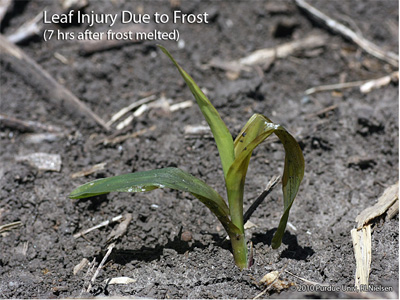 Leaf injury due to frost (7 hours after frost melted)