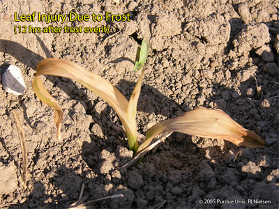 Leaf injury due to frost (12 hours after frost event)