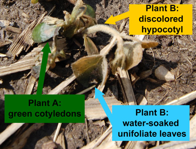 Figure 3. Plant A has a green hypocotyl and cotyledons and will likely survive. Plant B has a discolored hypocotyl and water-soaked cotyledons and unifoliates, and it is dead. (Photo Credit: Phil Walker, Planted April 7, 2010 near 
Columbia City, Indiana)
