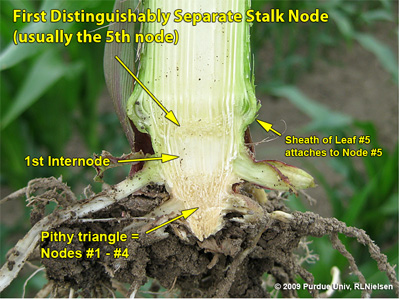 Split stalk illustrating the first distinguishable node above the pithy triangle