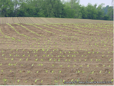 Yellow-green corn seedlings; late V2 to early V3 stage of development