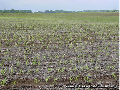 Yellow-green corn seedlings; late V2 to early V3 stage of development