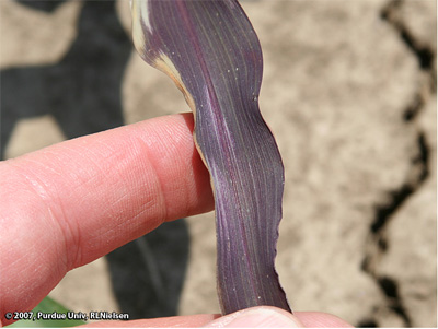 A very late V3 corn plant exhibiting purple leaves