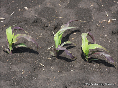 A very late V3 corn plant exhibiting purple leaves