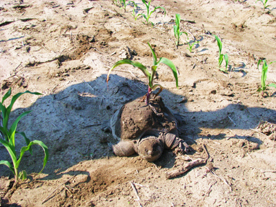 turtle in corn field