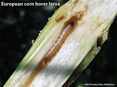 European corn borer larva