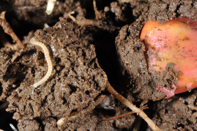 Immature millipedes are smaller and lighter in color