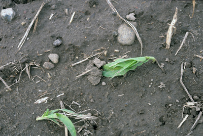 Night crawlers will occasionally pull the live corn leaves down into their holes