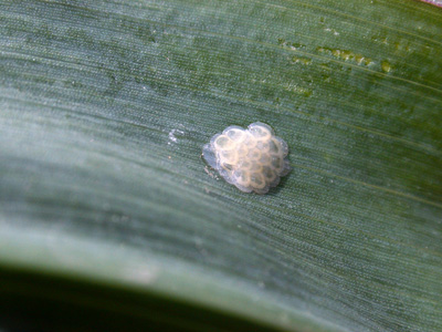 Corn borer egg mass, likened to fish scales