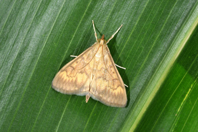 Female European corn borer on corn leaf