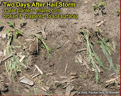 Two days after hail storm (later planted, smaller corn, broken and plastered to soil surface)