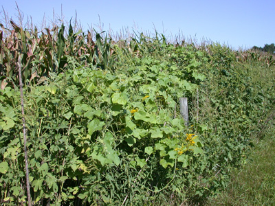 Burcucumber in fence line