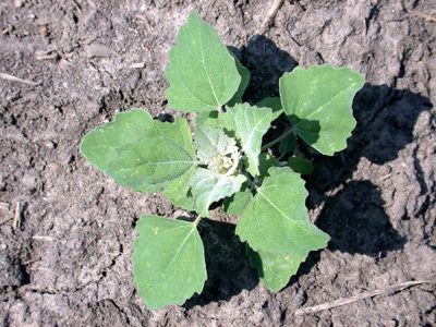 Lambsquarters