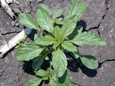 Waterhemp