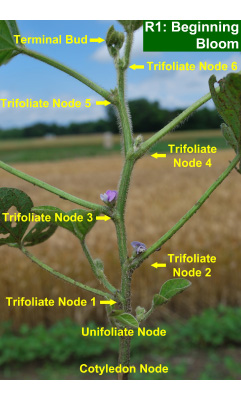 Cotyledon Node